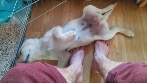 Chewy schläft am Rücken - neben dem Kennel und auf meinen Füßen